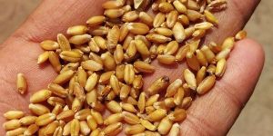 Wheat