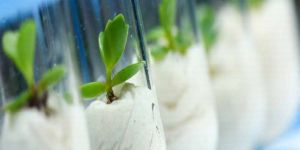 terrestrial plant toxicity testing service