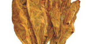 Natural Indian Burley Tabacoo Leaves