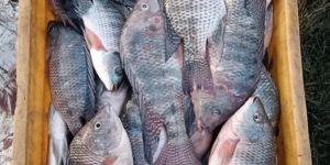 Tilapia Fish