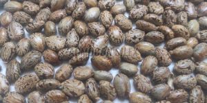 Castor Seeds