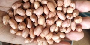 Groundnut Peanut Seeds