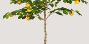 Lemon Plant