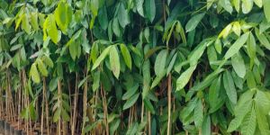 Miyazaki Mango Plant