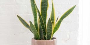 Snake Plant