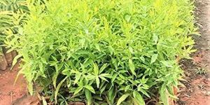 White Sandalwood Plant