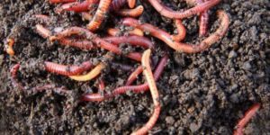 eisenia fetida australian breed vermiculture