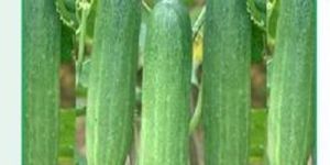 Nadiya-33 Cucumber Seeds