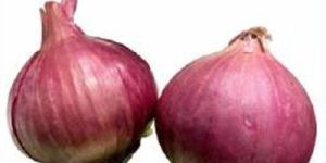 Verna Super Onion Seeds