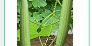 White King Sponge Gourd Seeds