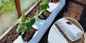 Coco Peat Grow Bags