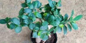 Ficus Bonsai Plants