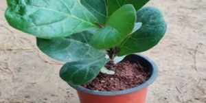 Ficus Lyrata Fiddle Plants