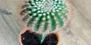 Grafted Cactus Plants