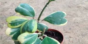 Hoya Kerrii Heart Hoya Plants