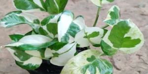 Marble Money Plants