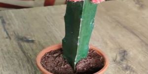 Moon Cactus Plants