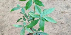 Pachira Bonsai Plants