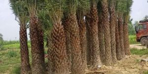 Phoenix Dactylifera Palm Tree