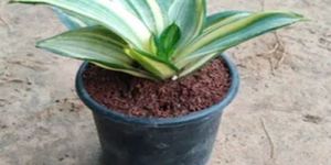 Sansevieria Plants