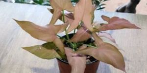 Syngonium Pink Miniature Plants