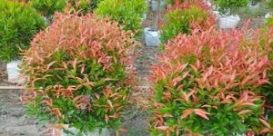 Syzygium Plants