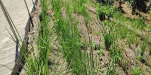 vetiver slips grass