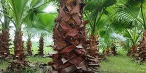 Washingtonia Palm Tree