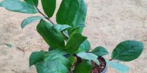 Zamioculcas Zamiifolia Plants