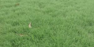 Natural Ballet Lawn Grass