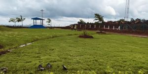 Natural Carpet Lawn Grass