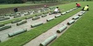 Natural Mexican Lawn Grass