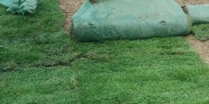 Playground Natural Grass