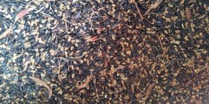 Acacia Mangium Seeds