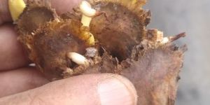 Red Sandalwood Seeds