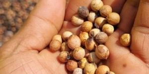 White Sandalwood Seeds