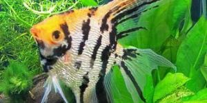 Angel Aquarium Fish