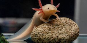 Axolotl Aquarium Fish