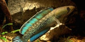 Channa Stewartii Karbi Aquarium Fish