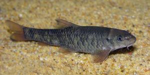 Doctor Aquarium Fish