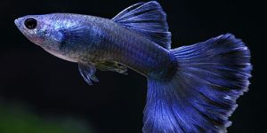 Guppy Aquarium Fish