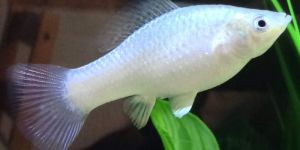 Molly Aquarium Fish
