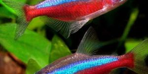 Neon Tetra Aquarium Fish