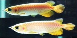 Silver Arowana Aquarium Fish