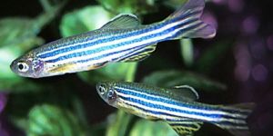Zebra Danio Aquarium Fish
