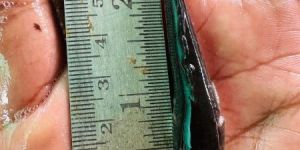 3 inch murrel fish seeds