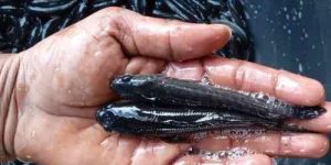 4 Inch Murrel Fish Seeds