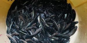 5 Inch Murrel Fish Seeds