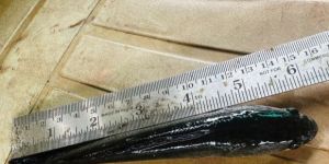 6 Inch Murel Fish Seeds