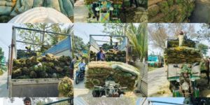 Selection No 1 Carpet Grass